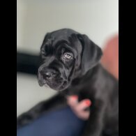 Cane Corso - Both