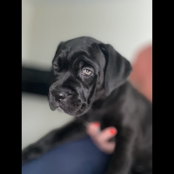 Cane Corso - Both