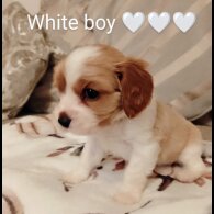 Cavalier King Charles Spaniel - Both
