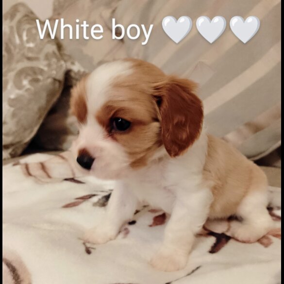 Cavalier King Charles Spaniel - Both
