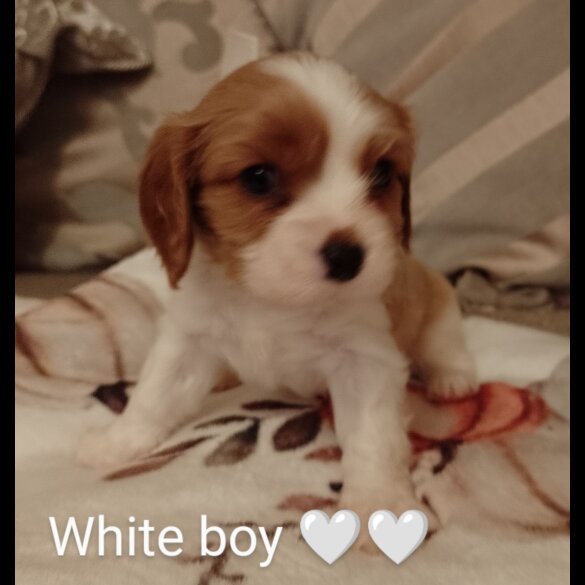 Cavalier King Charles Spaniel - Both