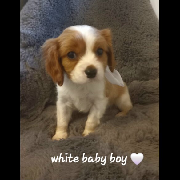 Cavalier King Charles Spaniel - Both