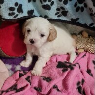 Cavapoo - Both