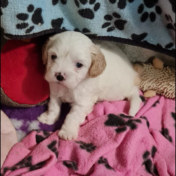 Cavapoo - Both