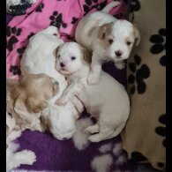 Cavapoo - Both