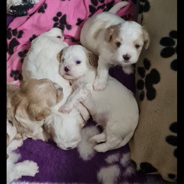 Cavapoo - Both