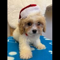 Cavapoo - Both
