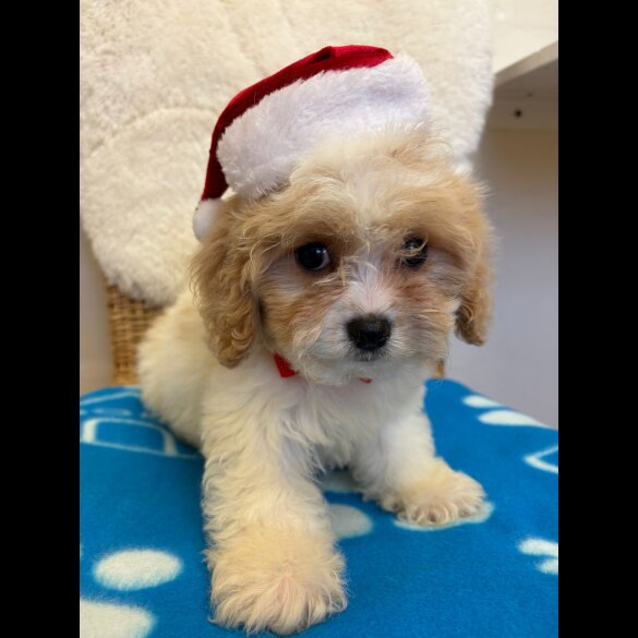 Cavapoo - Both