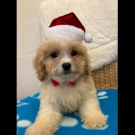 Cavapoo - Both
