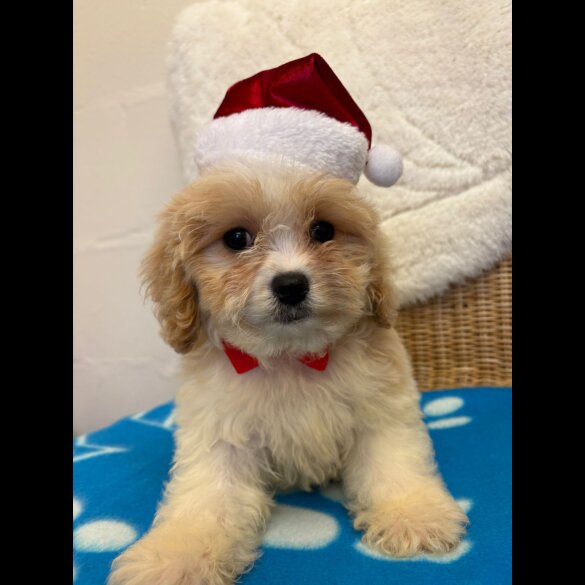 Cavapoo - Both