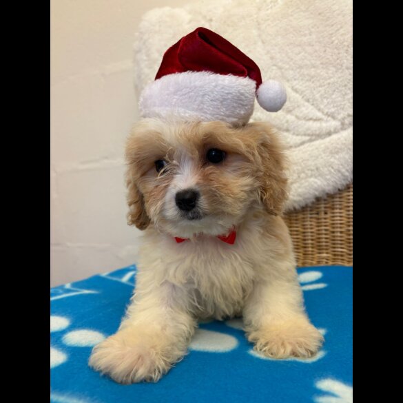 Cavapoo - Both