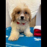 Cavapoo - Both