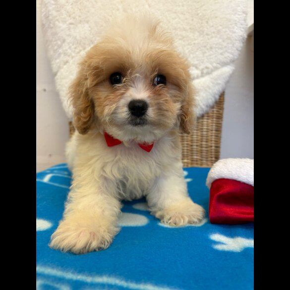 Cavapoo - Both