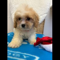 Cavapoo - Both