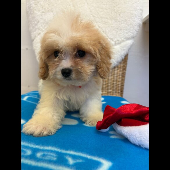 Cavapoo - Both