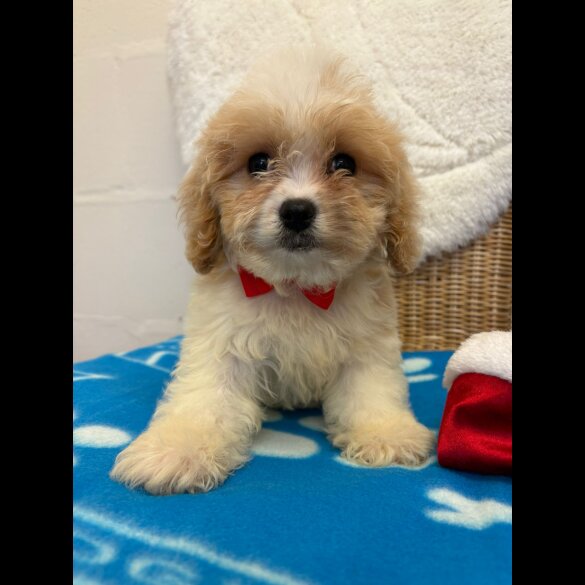 Cavapoo - Both