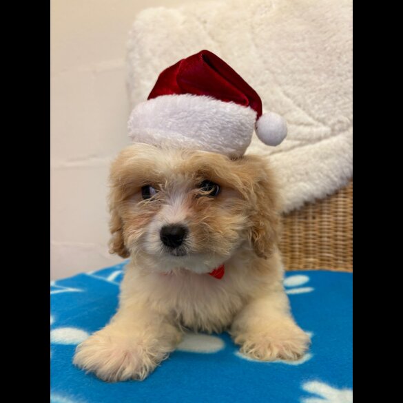 Cavapoo - Both