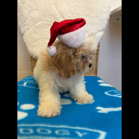 Cavapoo - Both