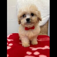 Cavapoo - Both
