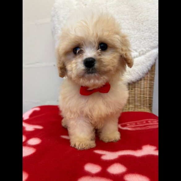 Cavapoo - Both