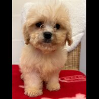 Cavapoo - Both