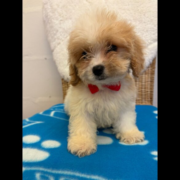 Cavapoo - Both