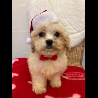 Cavapoo - Both