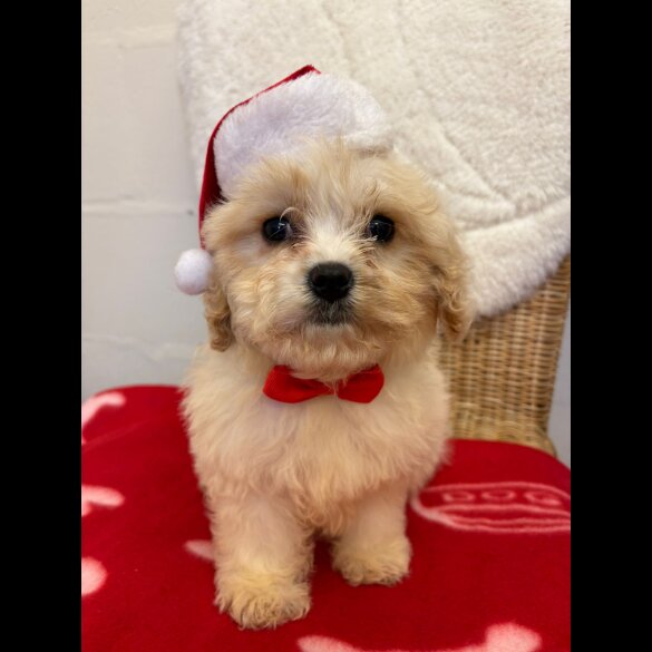 Cavapoo - Both