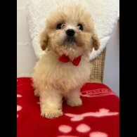 Cavapoo - Both