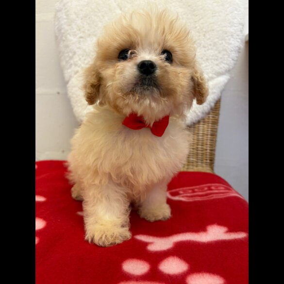 Cavapoo - Both