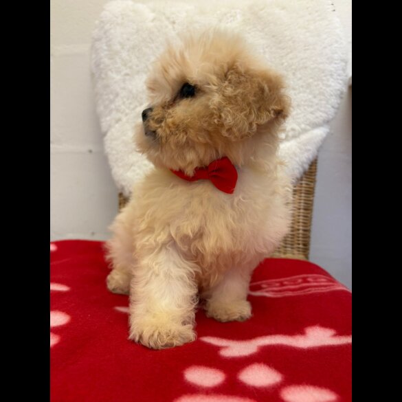 Cavapoo - Both