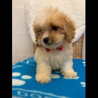 Cavapoo - Both