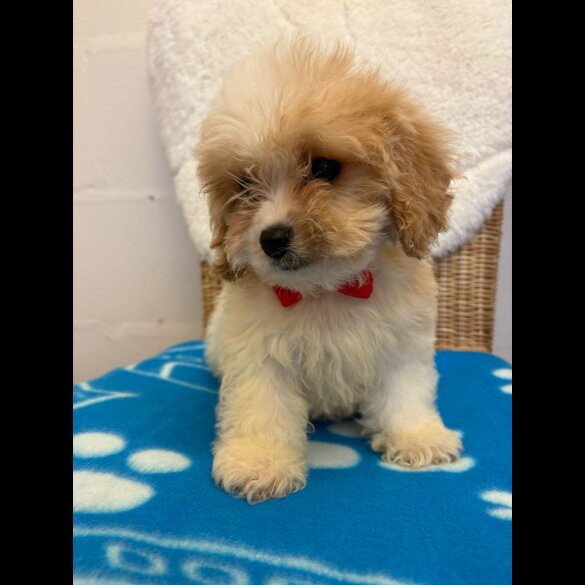 Cavapoo - Both