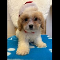 Cavapoo - Both