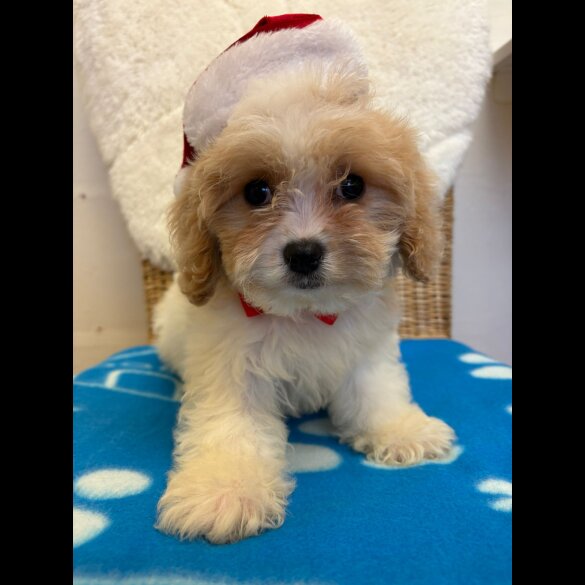 Cavapoo - Both