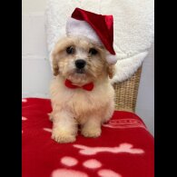 Cavapoo - Both