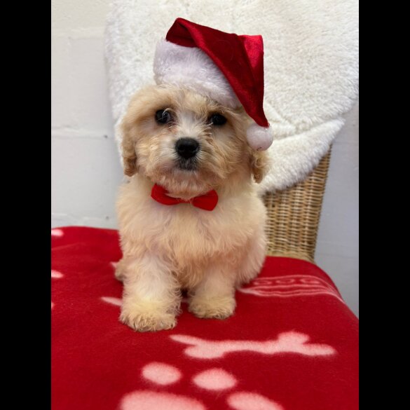 Cavapoo - Both
