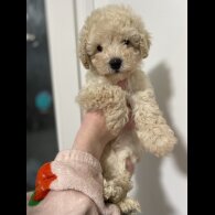 Cavapoo - Both