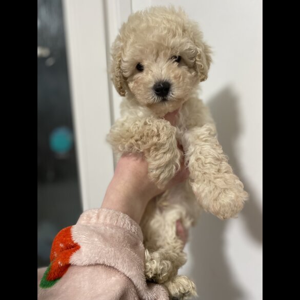 Cavapoo - Both