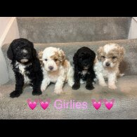 Cavapoo - Both
