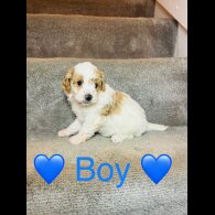 Cavapoo - Both