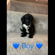 Cavapoo - Both