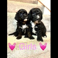 Cavapoo - Both