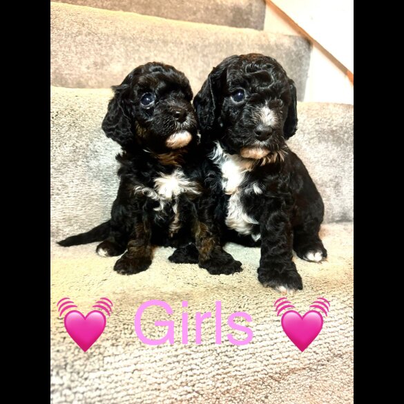 Cavapoo - Both