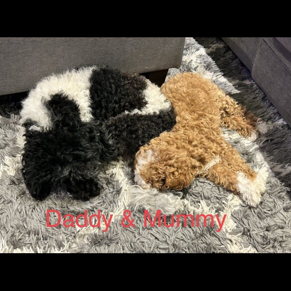 Cavapoo - Both