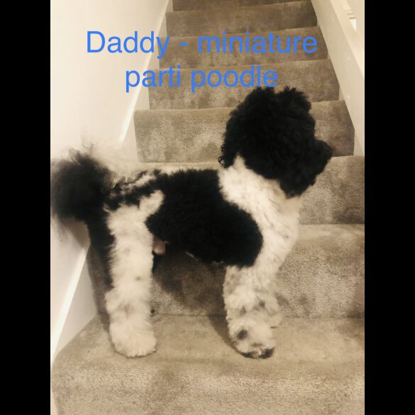 Cavapoo - Both