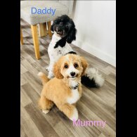 Cavapoo - Both
