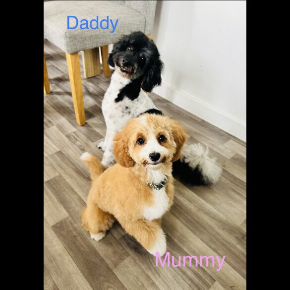 Cavapoo - Both
