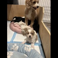 Cavapoo - Both