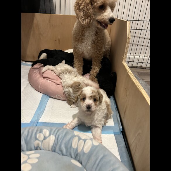 Cavapoo - Both